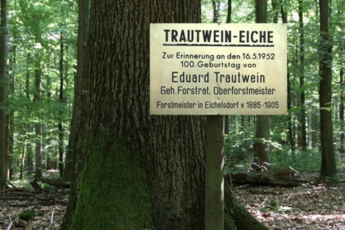 Trautwein Eiche